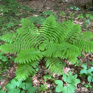 Meet your Posher, Benjamin